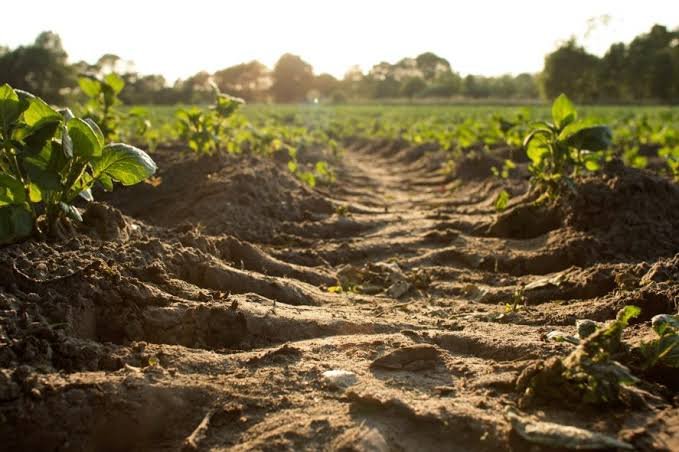 Power tiller benefit - Improve Soil Health and Crop Growth